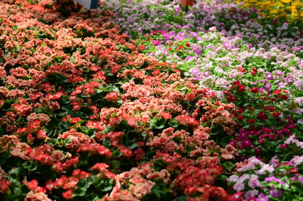 Maison familiale vs appartement : lequel choisir ?